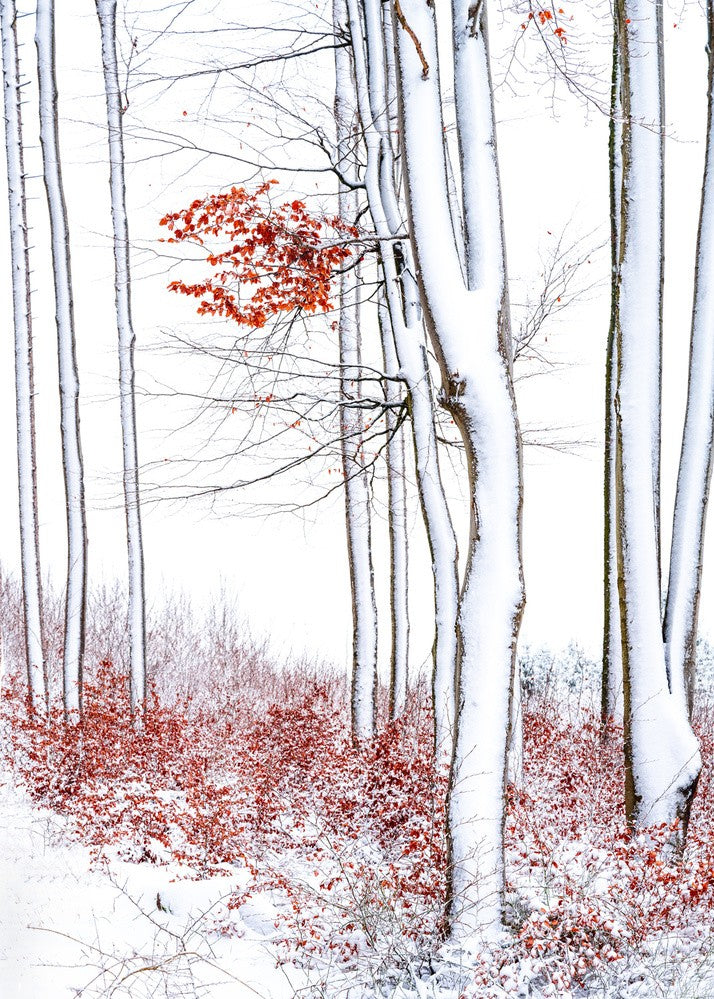 Winter elegance