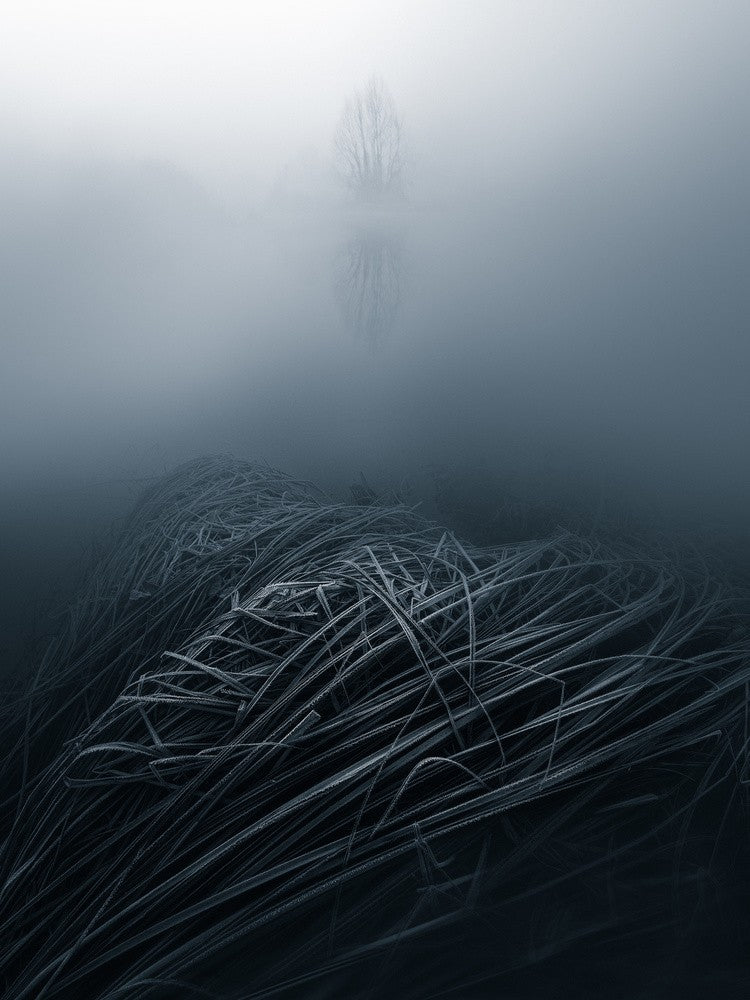 Silent Morning