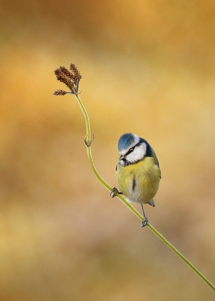 Blue Tit winter light