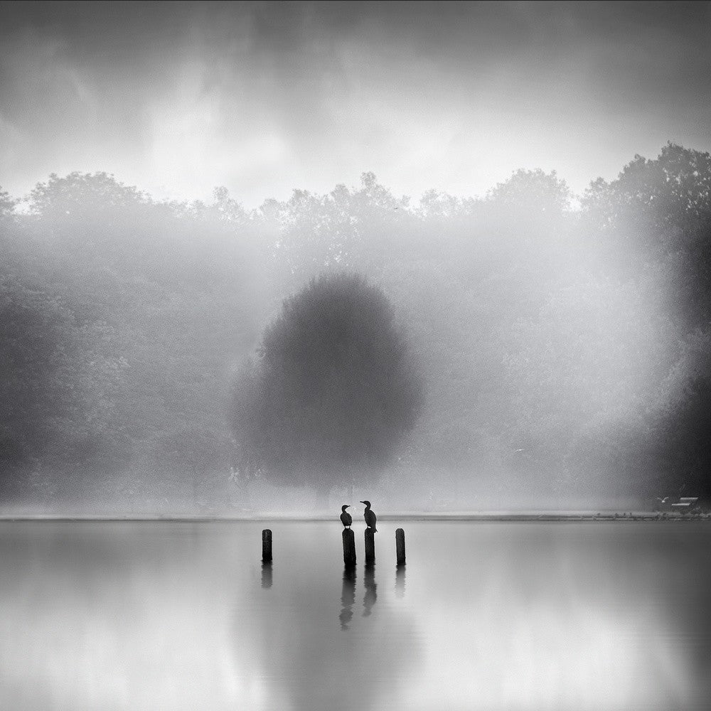 Cormorants in the mist