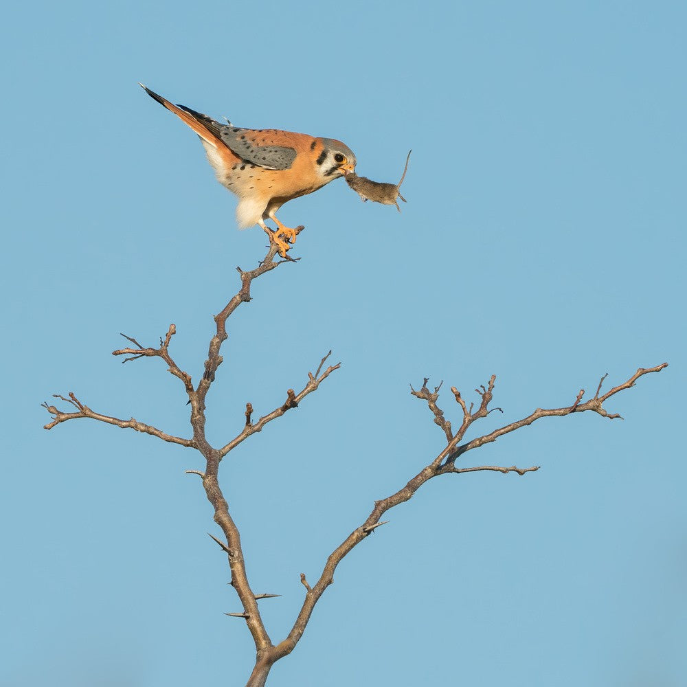 Balancing Act
