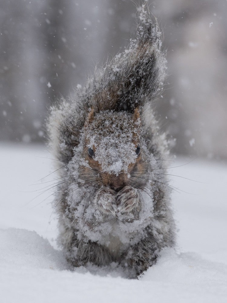 Squirrel garden gnome