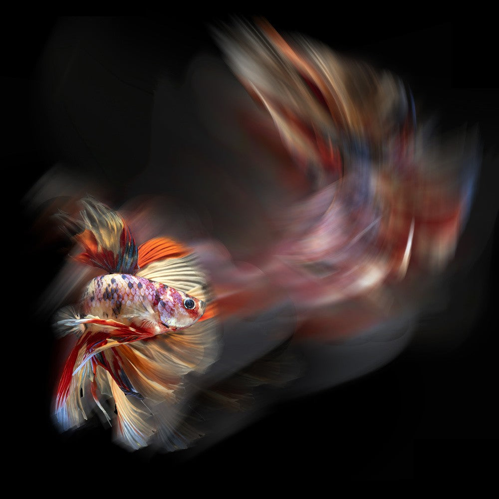 Bettafish Path