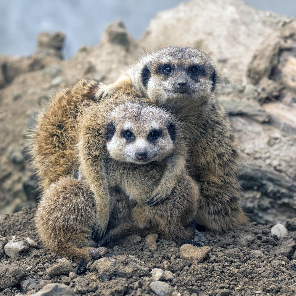 Family portrait