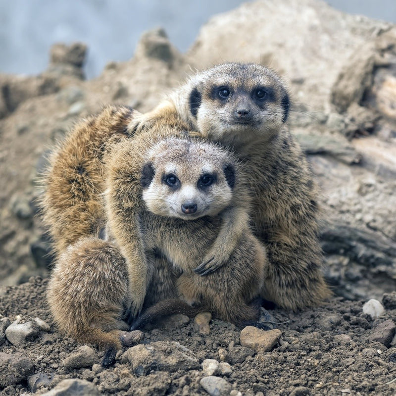 Family portrait