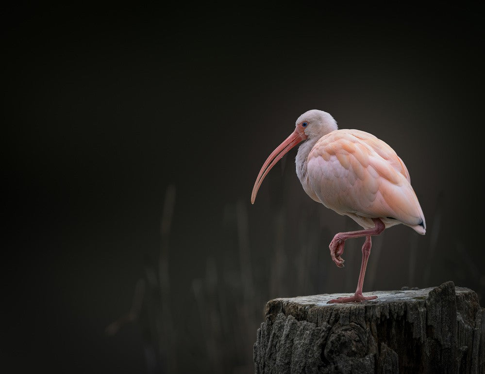 Ibis
