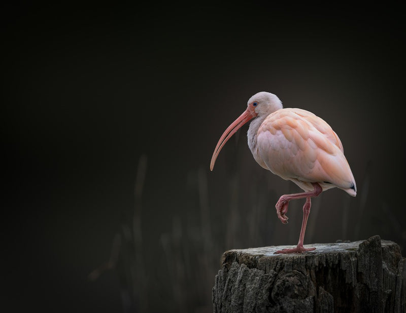 Ibis