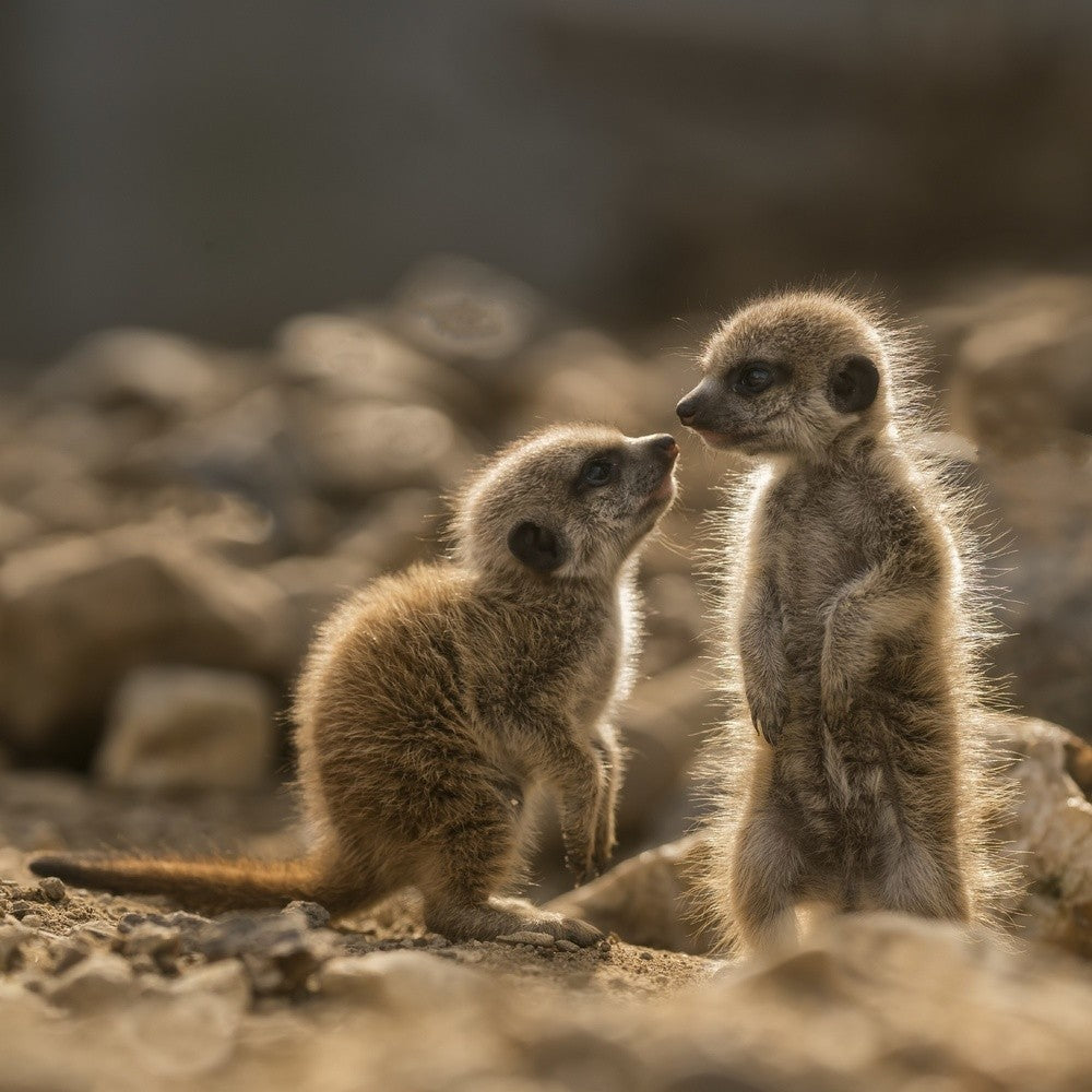 The conversation