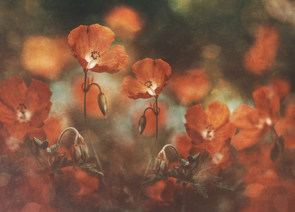 florale Kunst in Rot