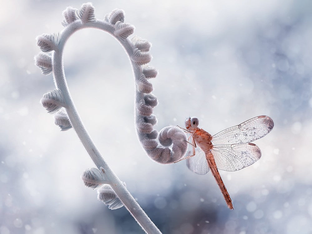 Frosty Hopper