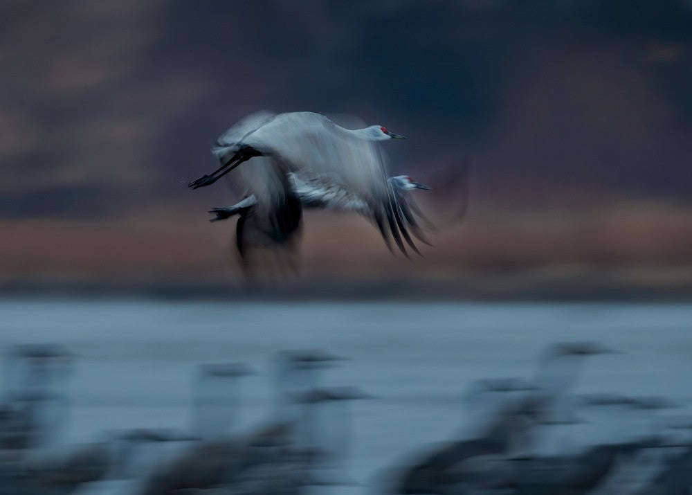 Sandhill Crane in Motion