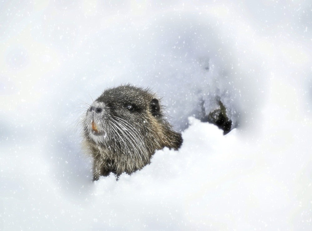 cold outside ?