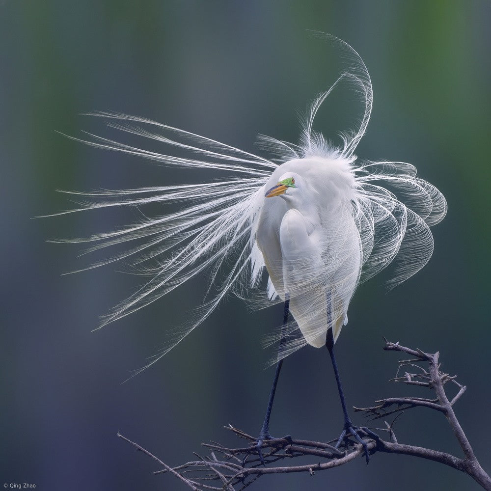 Shape of the Wind