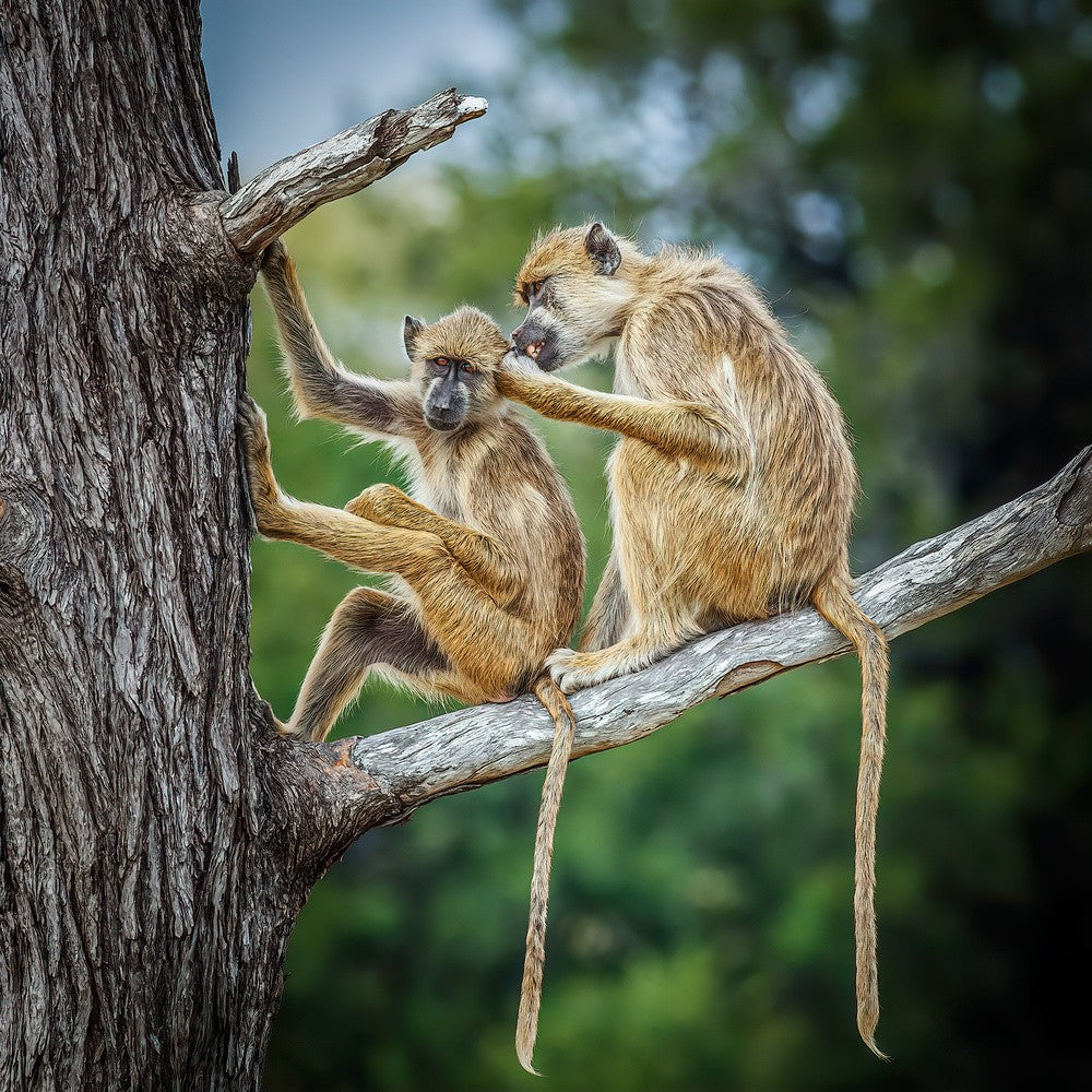 Two Baboons