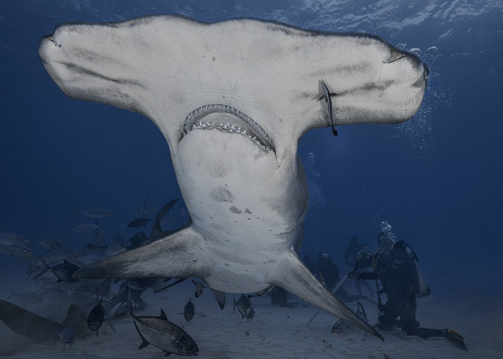 Dive with Giant (hammerhead shark in wild ocean)