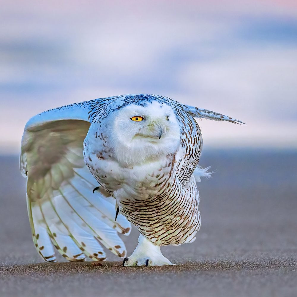 Snowy Owl at Sunset