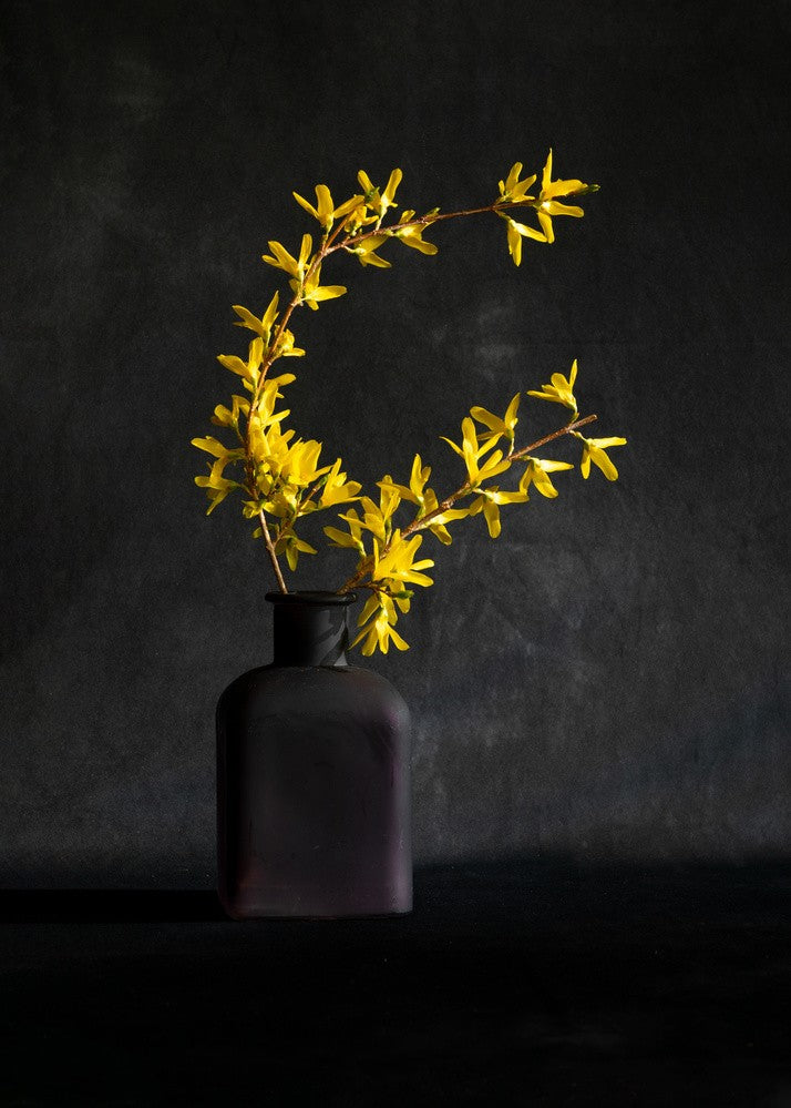 Forsythia flower