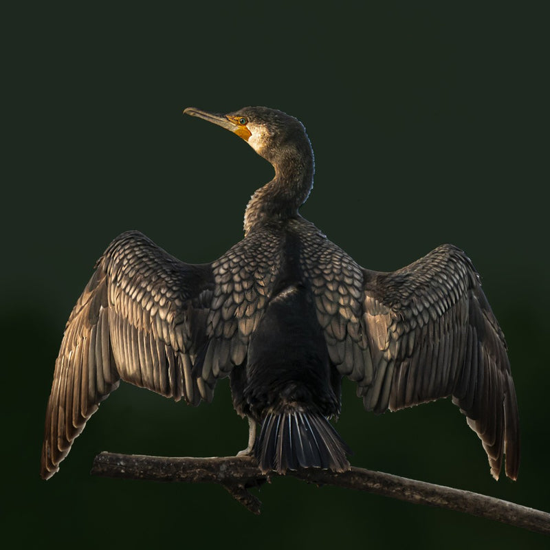 Cormorant