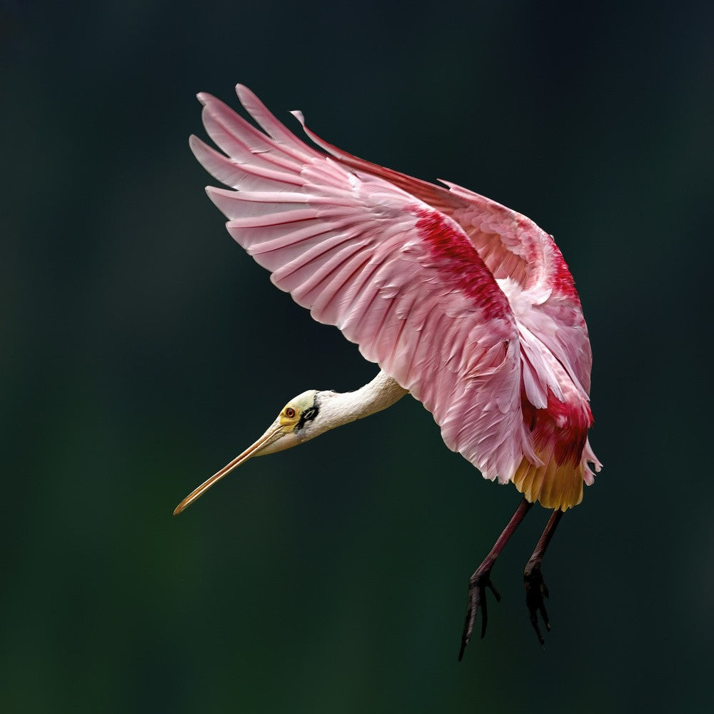 Portrait of a Spoonbill