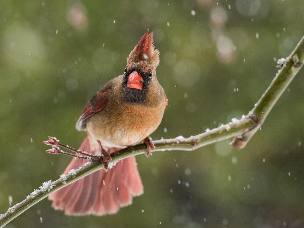 Snow...again!