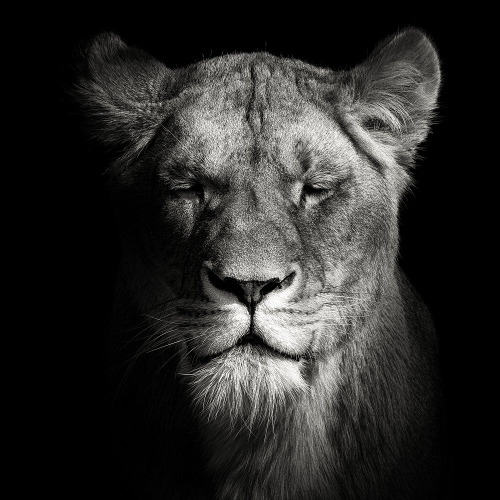 Lioness