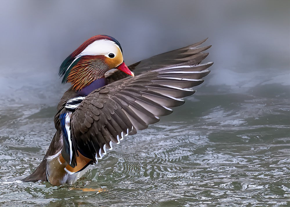 Mandarin Duck