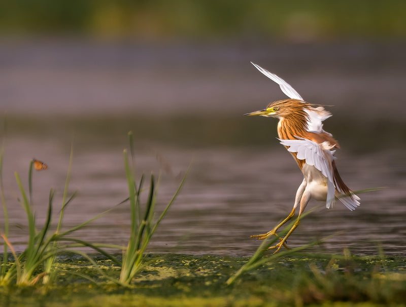 LANDING