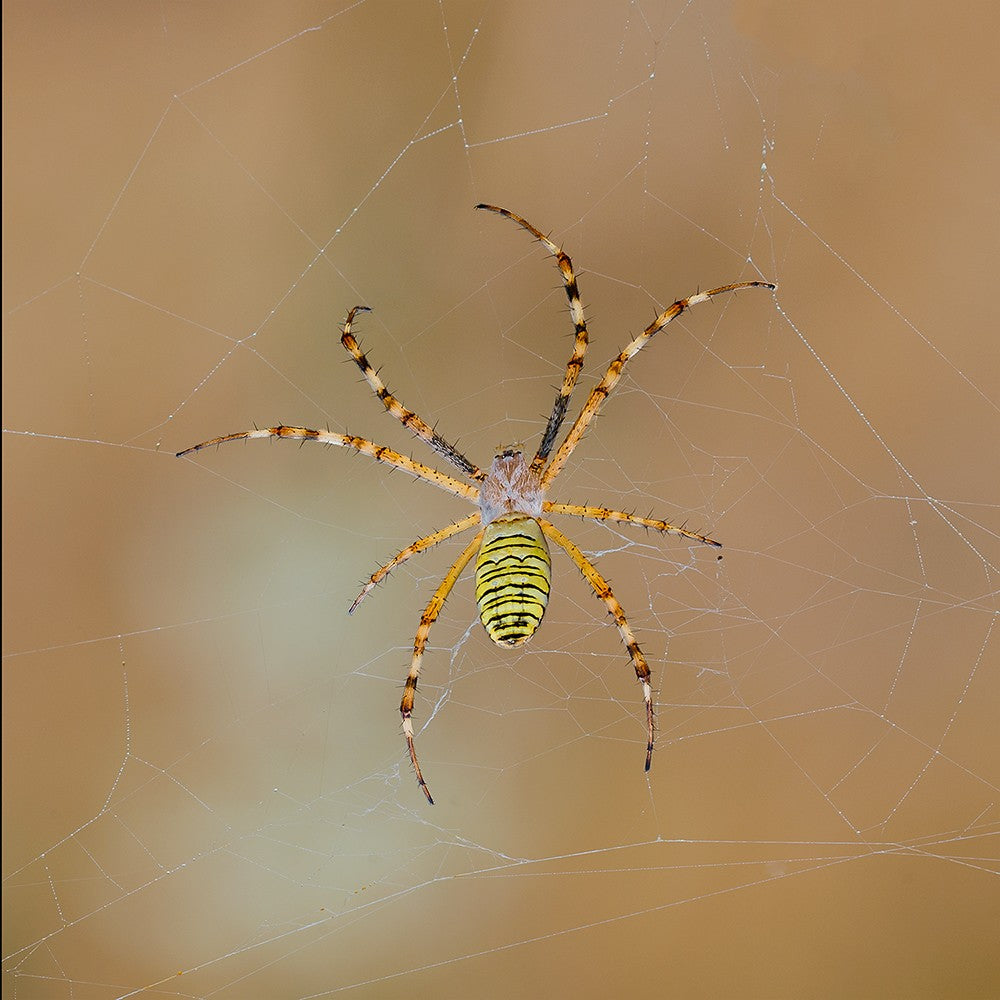 Argiope bruennichi
