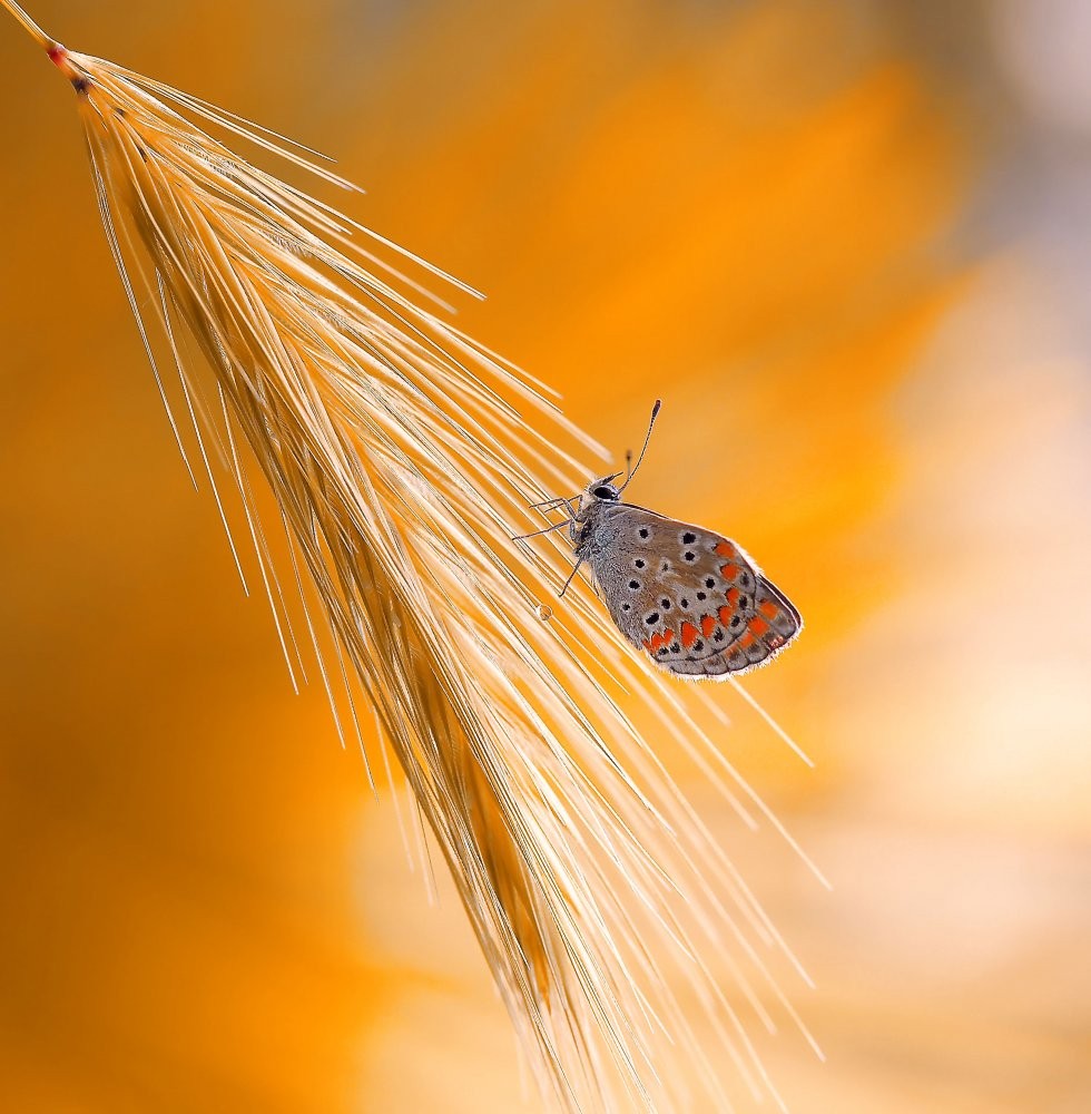 Under the sunlights of the tropics...
