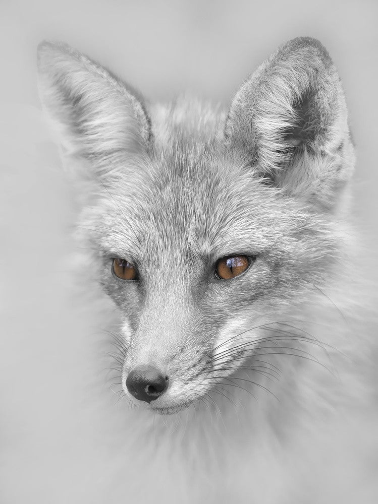 Rotfuchs-Porträt