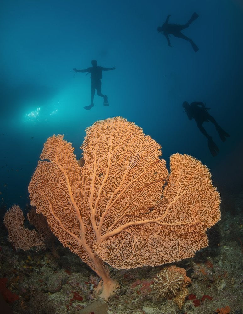 Gorgonian