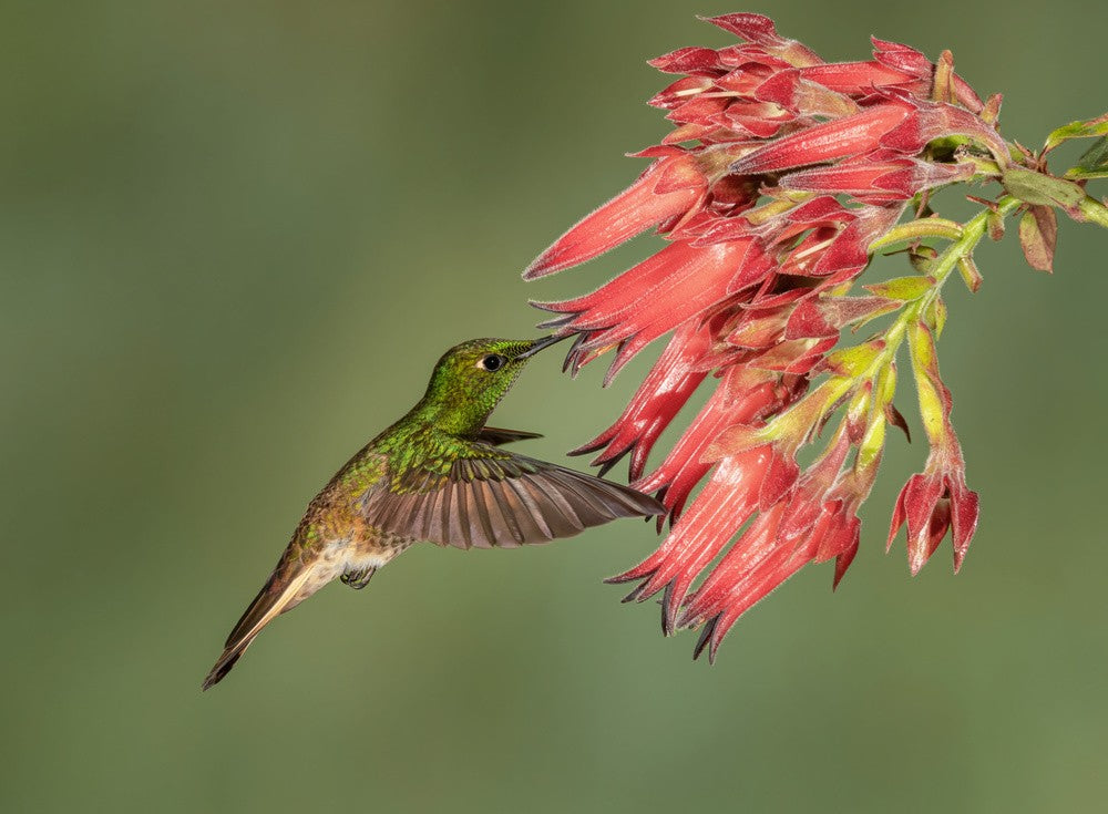 Rotsteiß-Andenkolibri - Kolibri-Schönheit