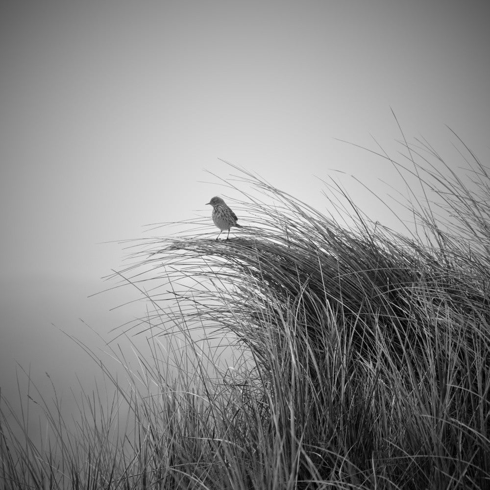 Alouette dans l'herbe des dunes