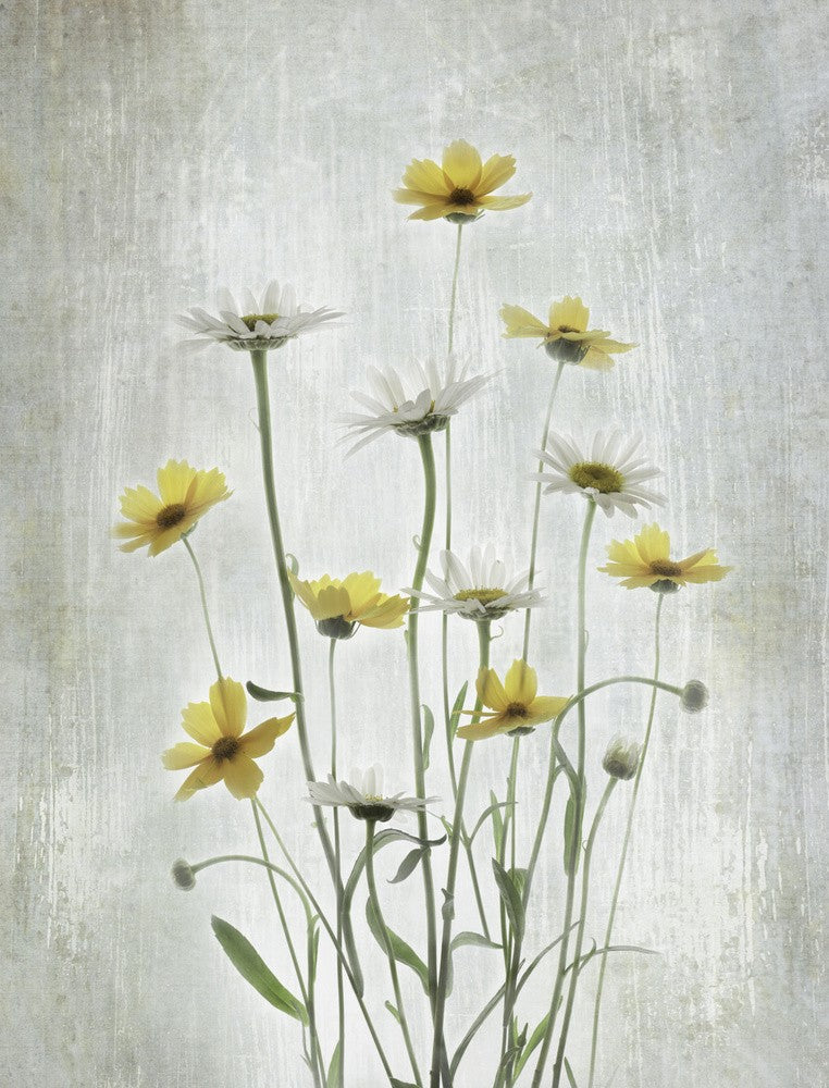 Fleurs d'Été