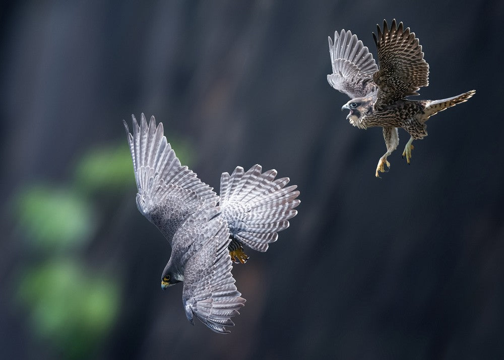 "Mom, I am coming...."