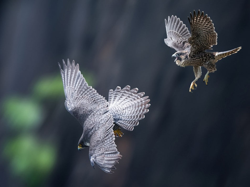 &quot;Mom, I am coming....&quot;