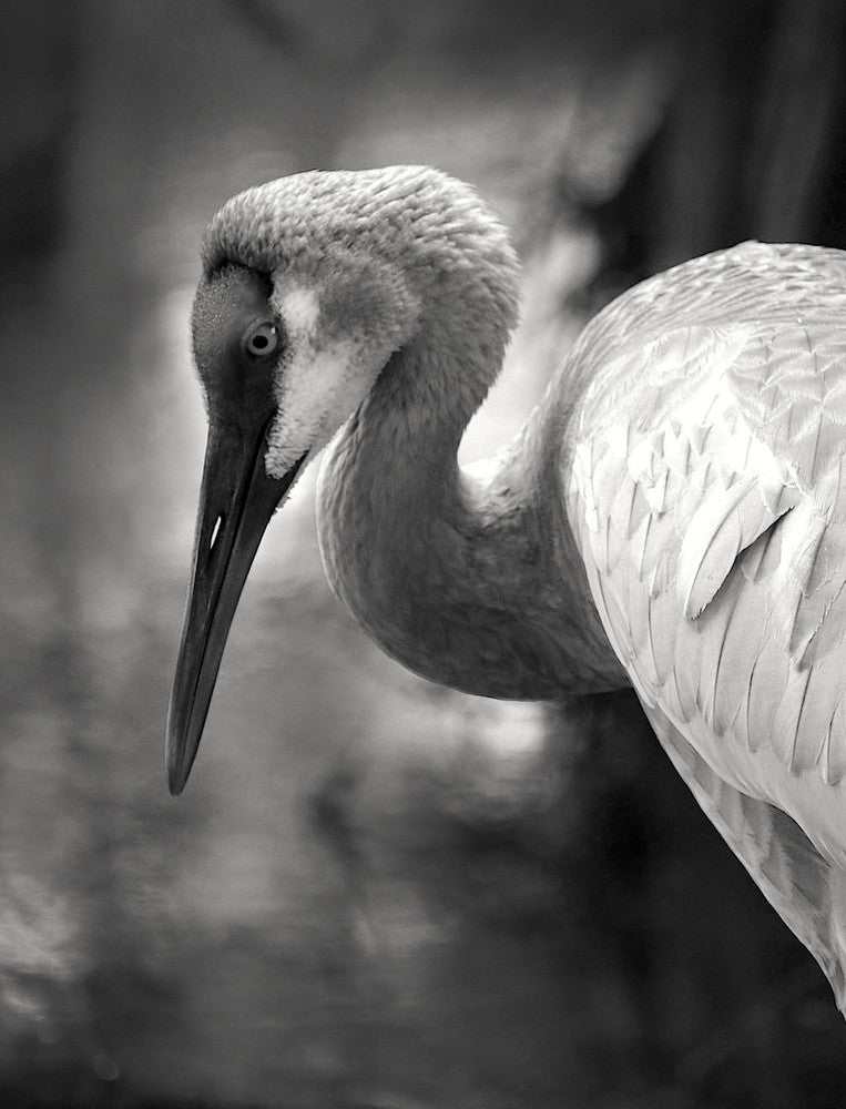 The Sandhill Crane on the pond