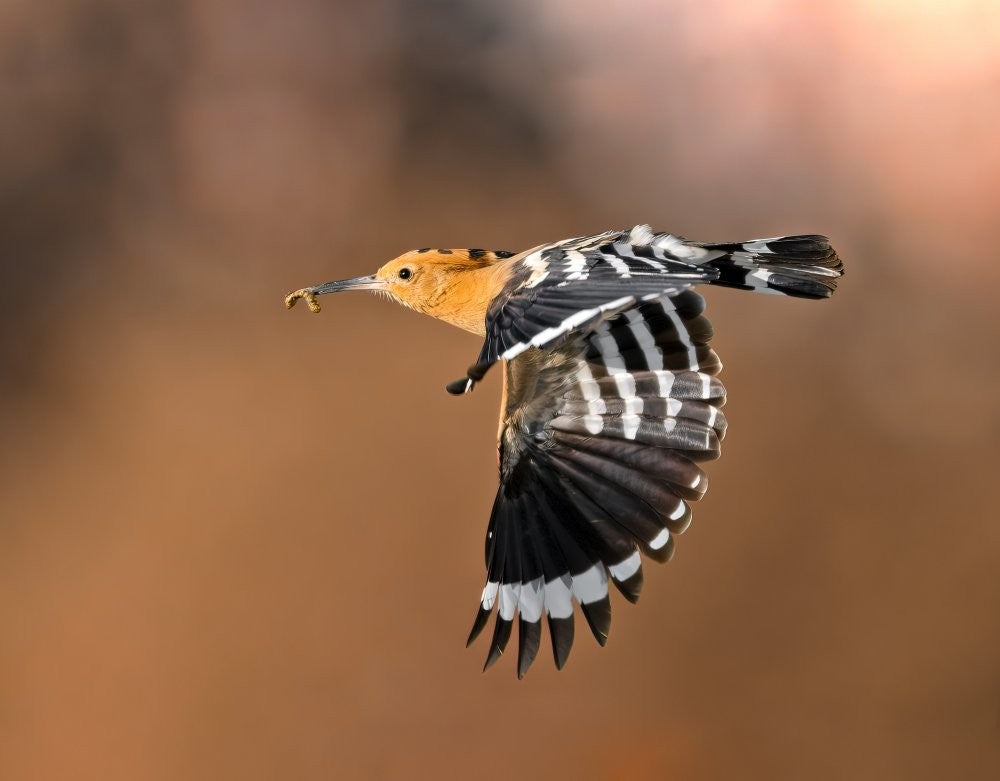Hoopoe & catch