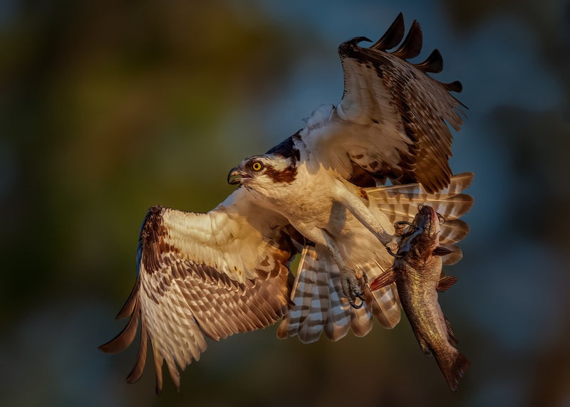 A Big Catch