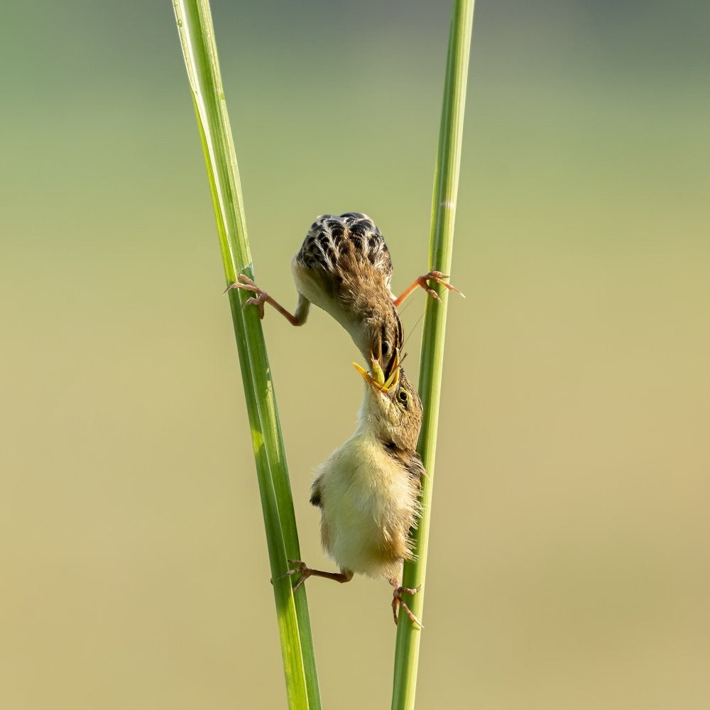 Kungfu Bird