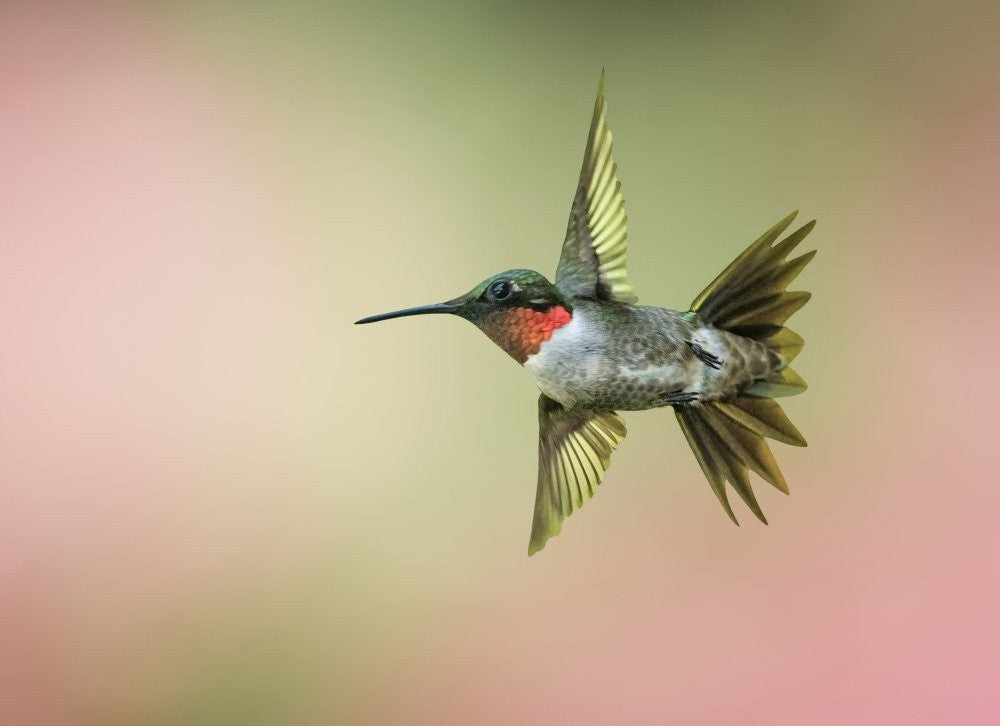 Hummingbird