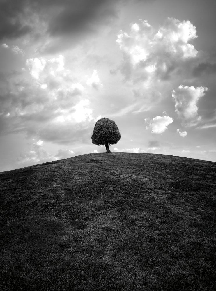 Lonely tree BW