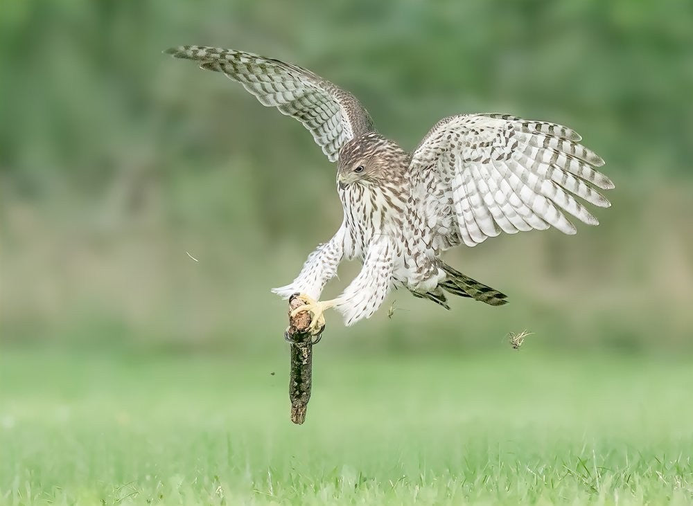 Juvenile Cooper's Hawk playing