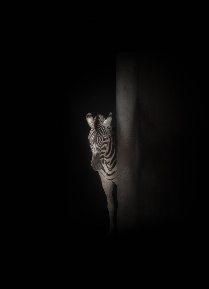 zebra