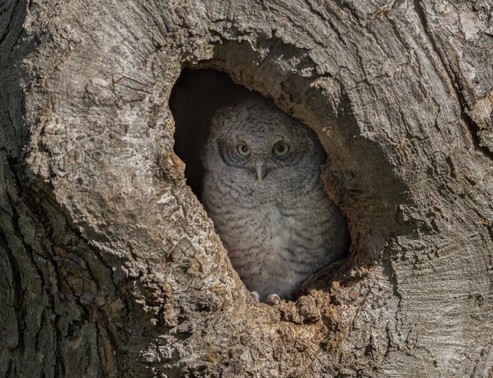 Peeking