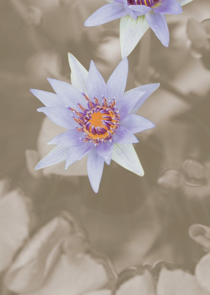 Purple Flower