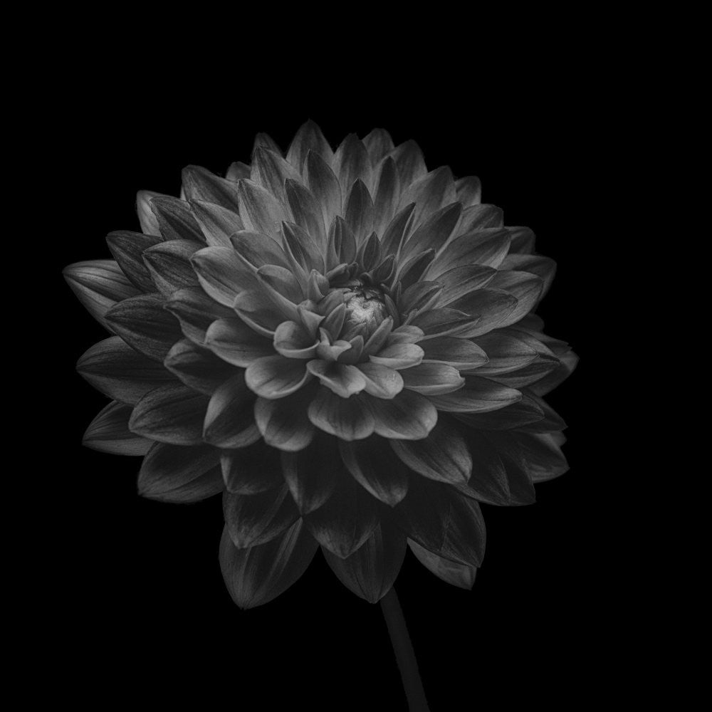 Dahlia