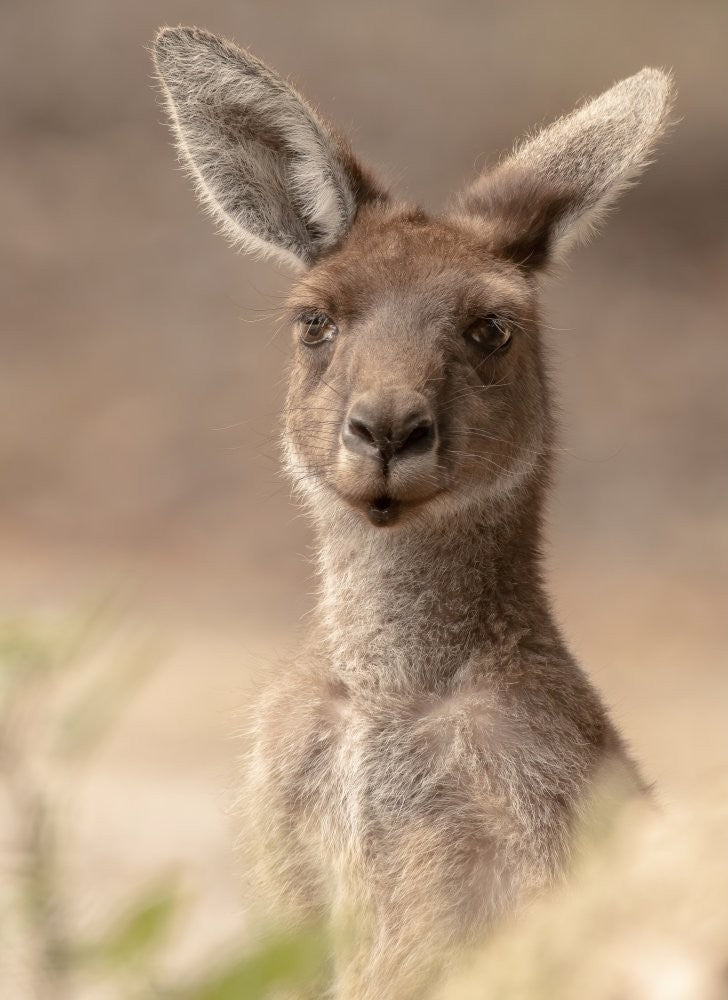 The beautiful Roo