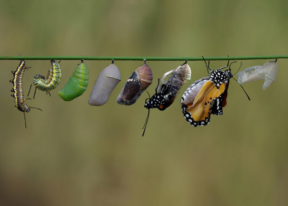 Metamorphism