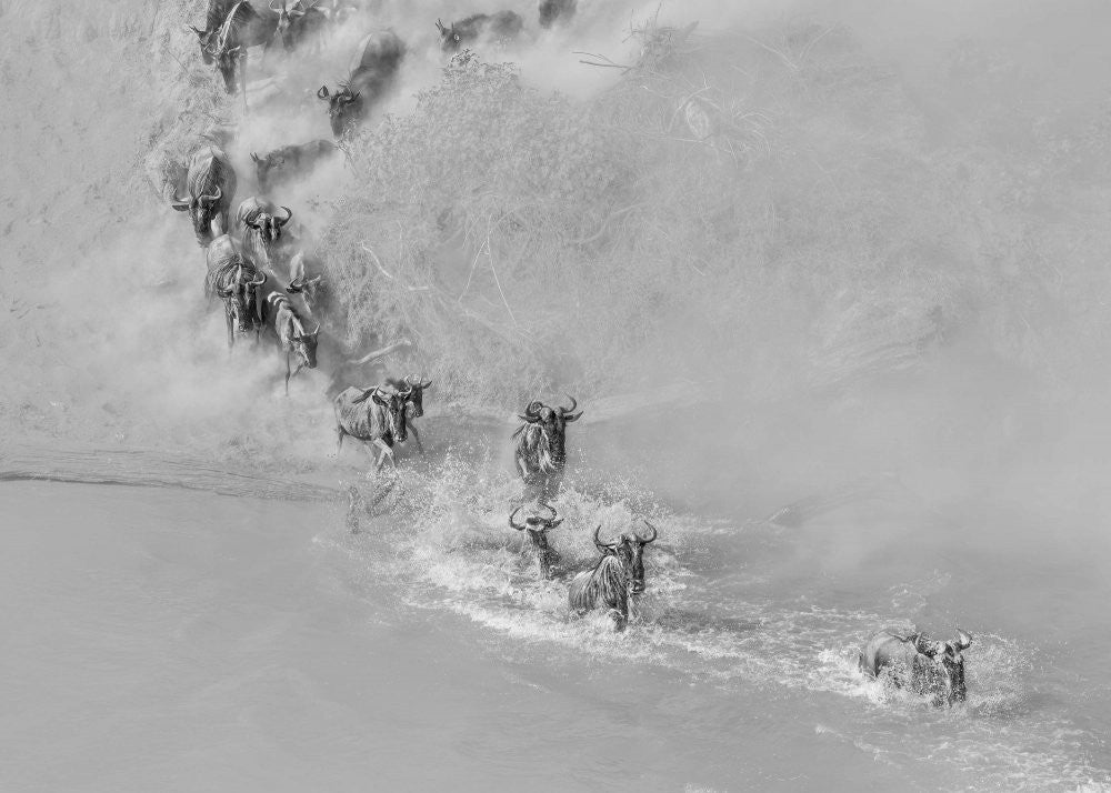 Crossing river ( wildbeest )